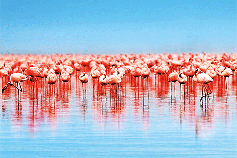 Foto "A lot of flamingo's" geprint en afgelakt op 3 mm dibond