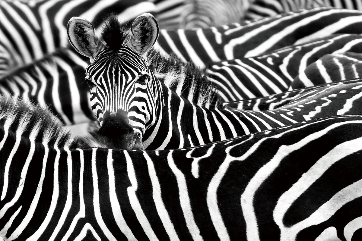 Kudde Zebra's Strepen