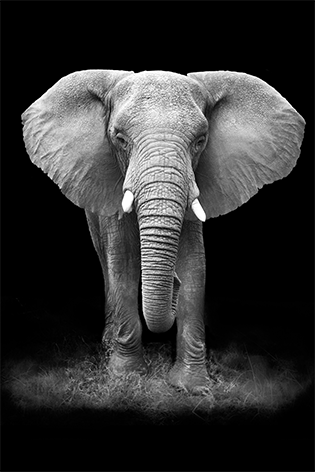 Elephant Olifant