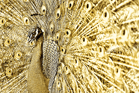 Golden Peacock Pauw Vogel