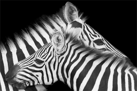 Zebra's Veulen