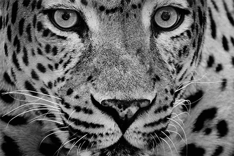 Leopard black/white Close-up