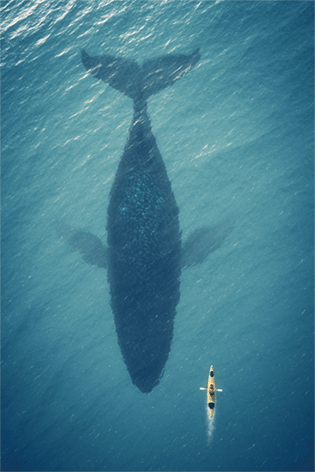 Whale Walvis Kano