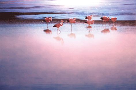 Pink flamingo's Water