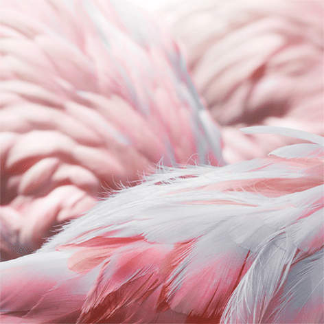 Flamingo feathers Veren