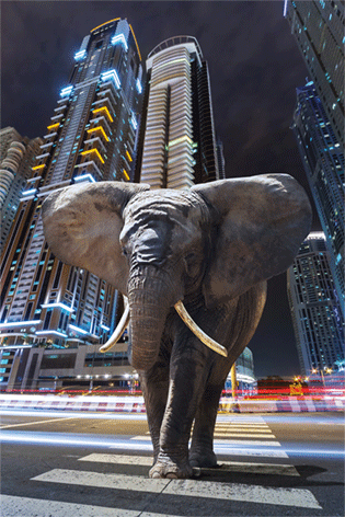 Elephant in city
