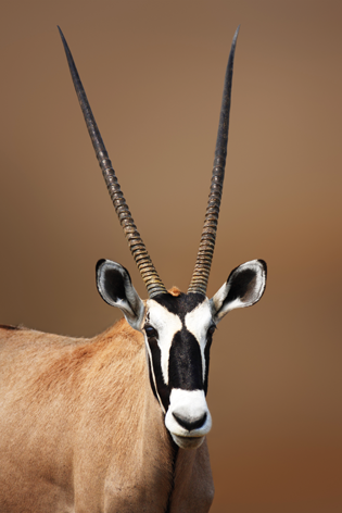 Gemsbok