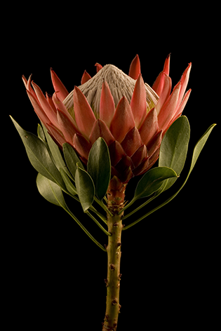 A king protea Close up Afrikaanse bloem