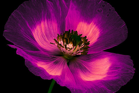 A magic pink poppy Klaproos Roze Bloem Close up