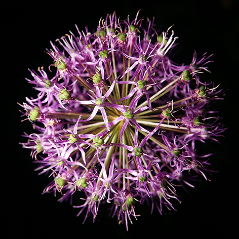 A purple onion flower Bloem Vuurwerk