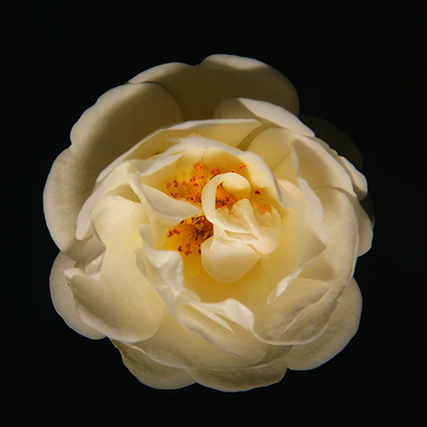 A white rose Bloem Roos