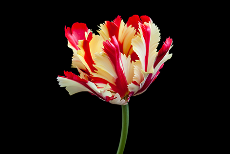 Amazing Flaming parrot tulip Tulp Bloem Close-up