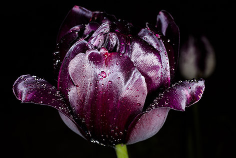 Beautiful black tulip Bloem Tulp