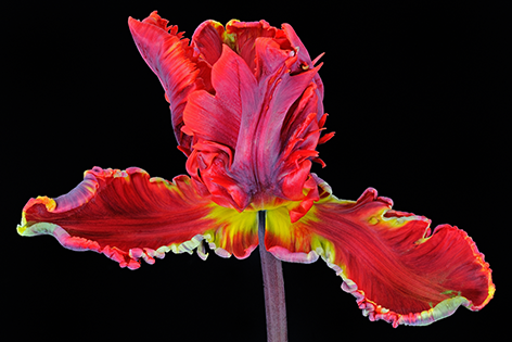 Beautiful rococo parrot tulip Tulp Bloem Close up