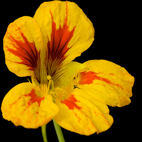 Beautiful yellow and red flower Bloem