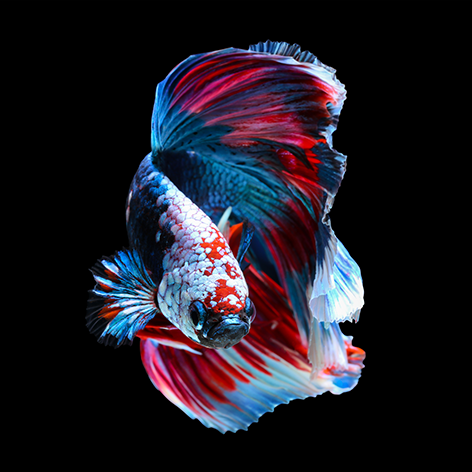 Betta fish, siamese fighting fish Vis Close up