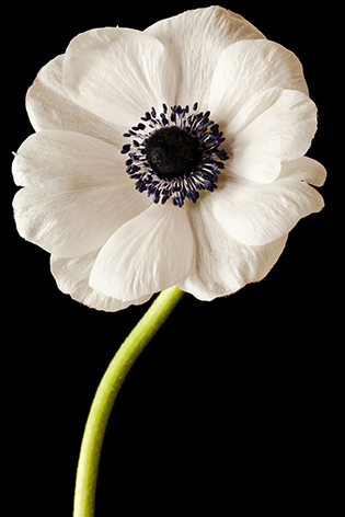 Black and white anemone Bloem Close up Anemoon