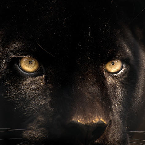 Black cougar Poema