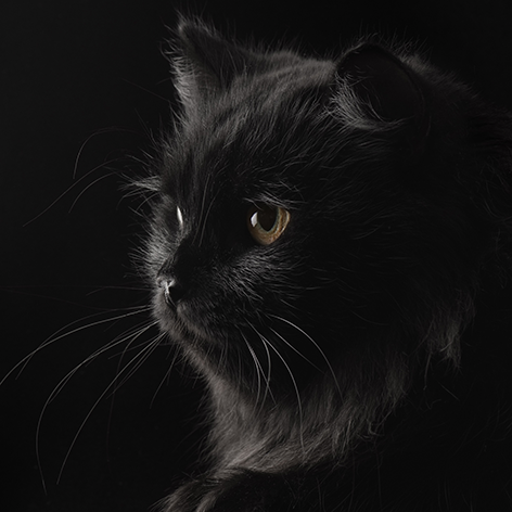 Black persian cat Kat Pers Ogen Close up