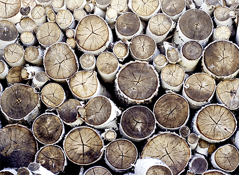 Boomstronken Hout Bomen