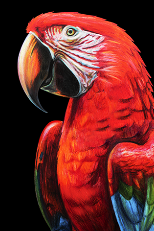 Colorful parrot portrait drawing Papegaai Tekening Close up Kleurrijk