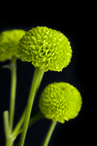 Cropped green chrysanthemum Bloemen Close-up Chrysanten