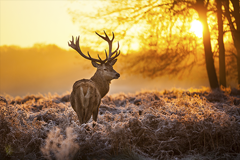 Deer in Morning Sun Hert Zonsopkomst Heide Gewei