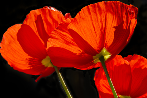 Lovely red poppies Klaprozen Bloemen Close up