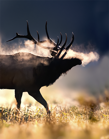 Male elk with full set antlers