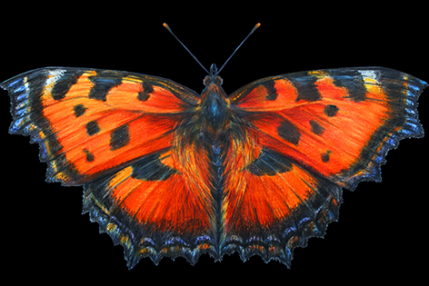 Orange butterfly Vlinder Tekening