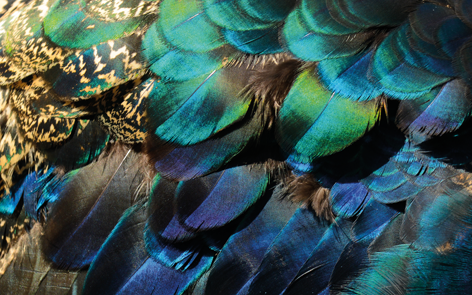 Peacock feathers Veren Pauw