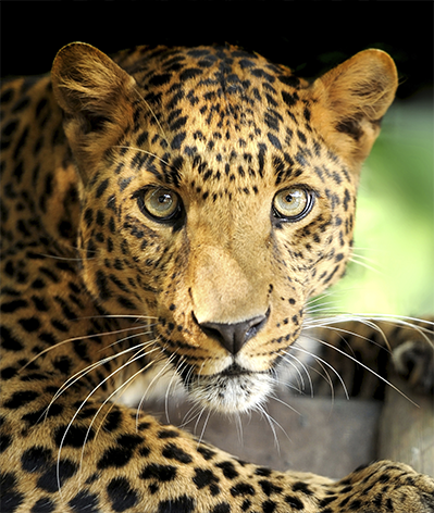 Portrait of a leopard