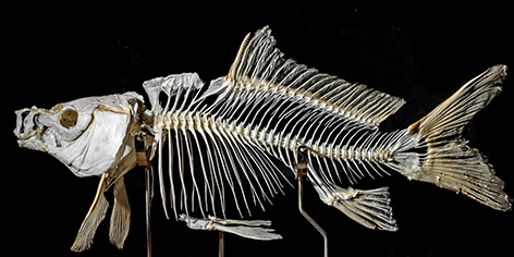 Skeleton of a carp fish Karper Vis