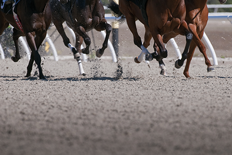 Speeding race horses Paarden Race
