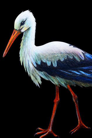 Stork drawing Ooievaar Vogel