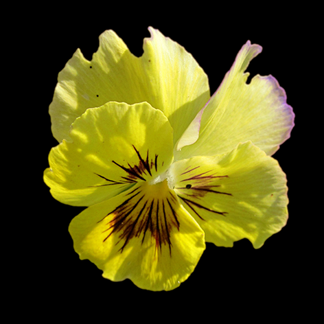 Yellow pansy flower I Bloem Viooltje