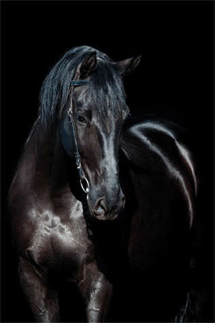 Zwart Paard Fries Paard Hoofdstel