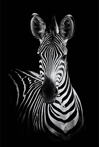 Lovely zebra Close-up Zwart wit Zebraprint