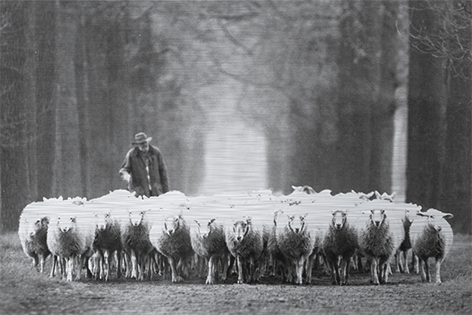 samenvoegen Rand Passief Aluminium schilderij "Shepherd with sheep" van Mondiart te koop @  Betaalbarekunst.nl. Schitterende foto geprint op dibond. Dit goedkope  kunstwerk is leverbaar in glans of mat en inclusief ophangsysteem.