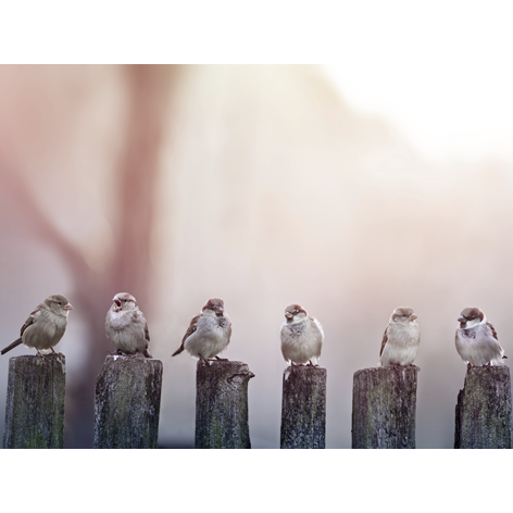 Sparrows in a row on a wooden fence