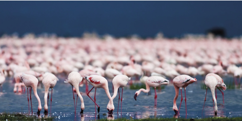 Flamingos lake nakuru, Kenya