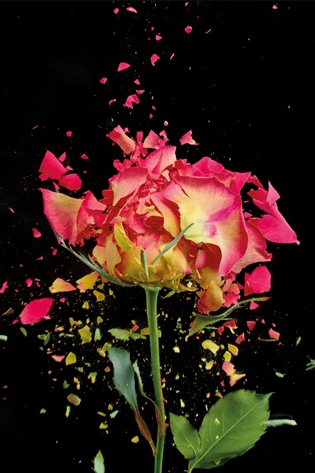 Aluminium schilderij '' Exploding Rose Pink'' van MondiArt