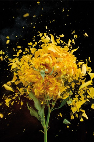 Aluminium schilderij '' Exploding Yellow Roses'' van MondiArt